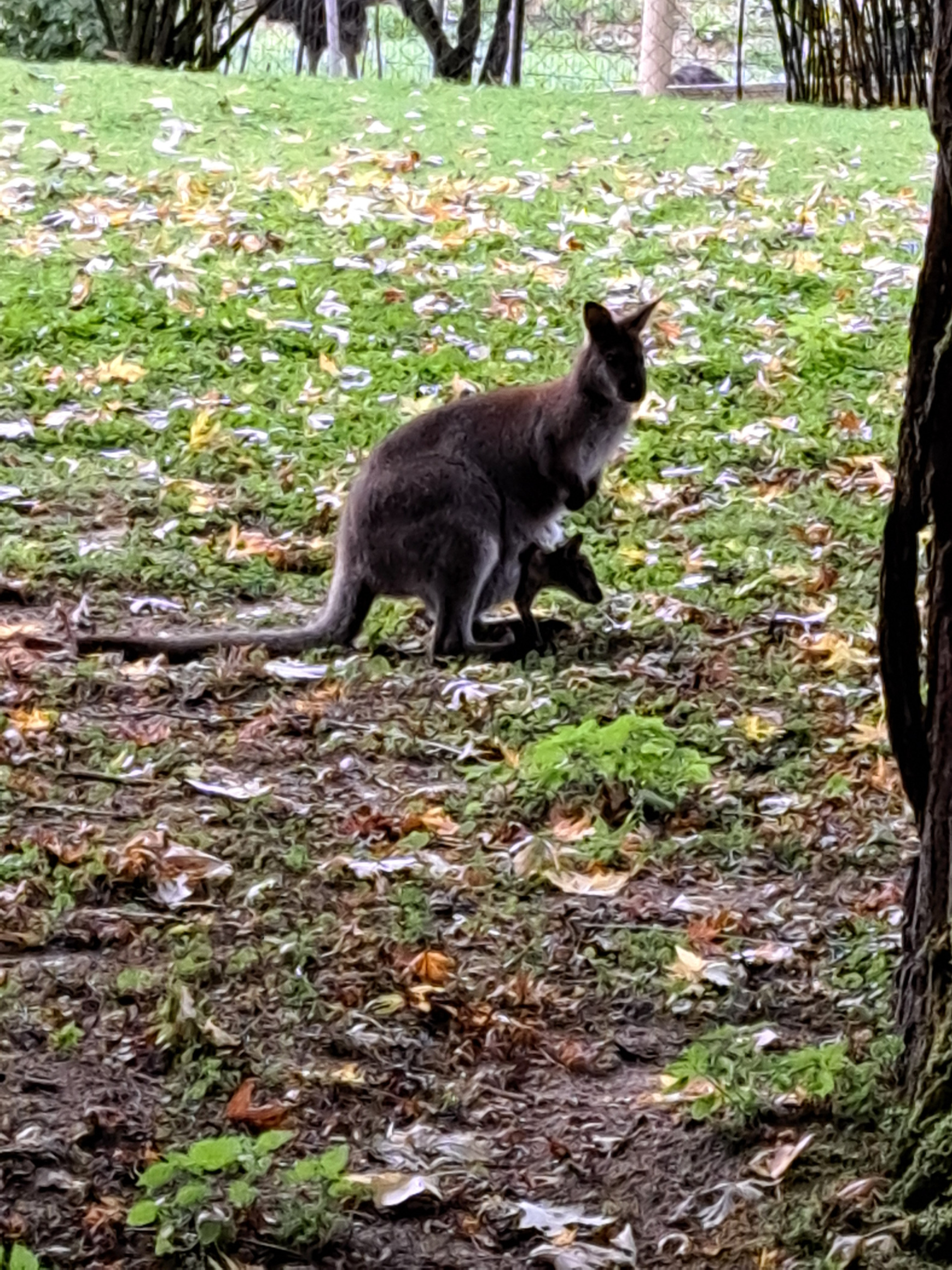 Wandertag im Tierpark Irgenöd